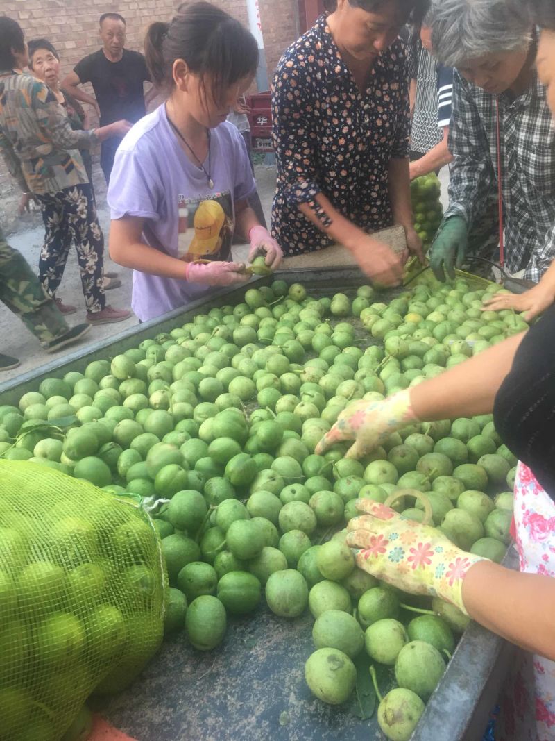 青皮核桃40mm以上青皮湿核桃万亩青皮核桃