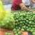 青皮核桃40mm以上青皮湿核桃万亩青皮核桃