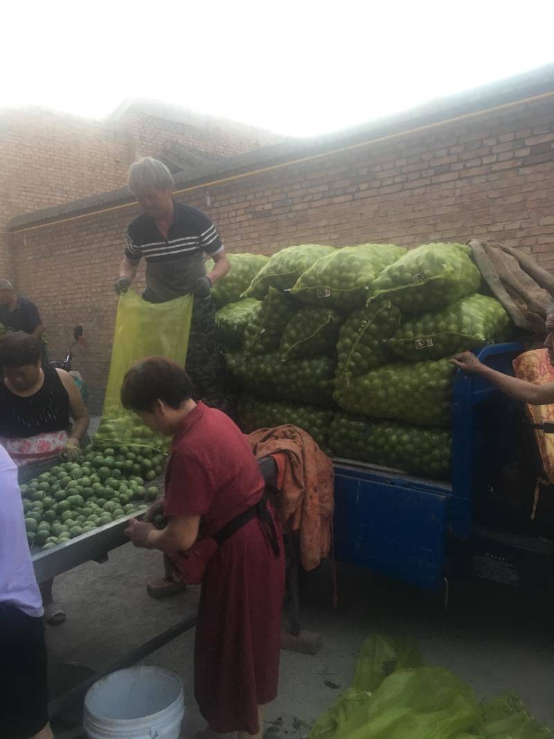青皮核桃40mm以上青皮湿核桃万亩青皮核桃