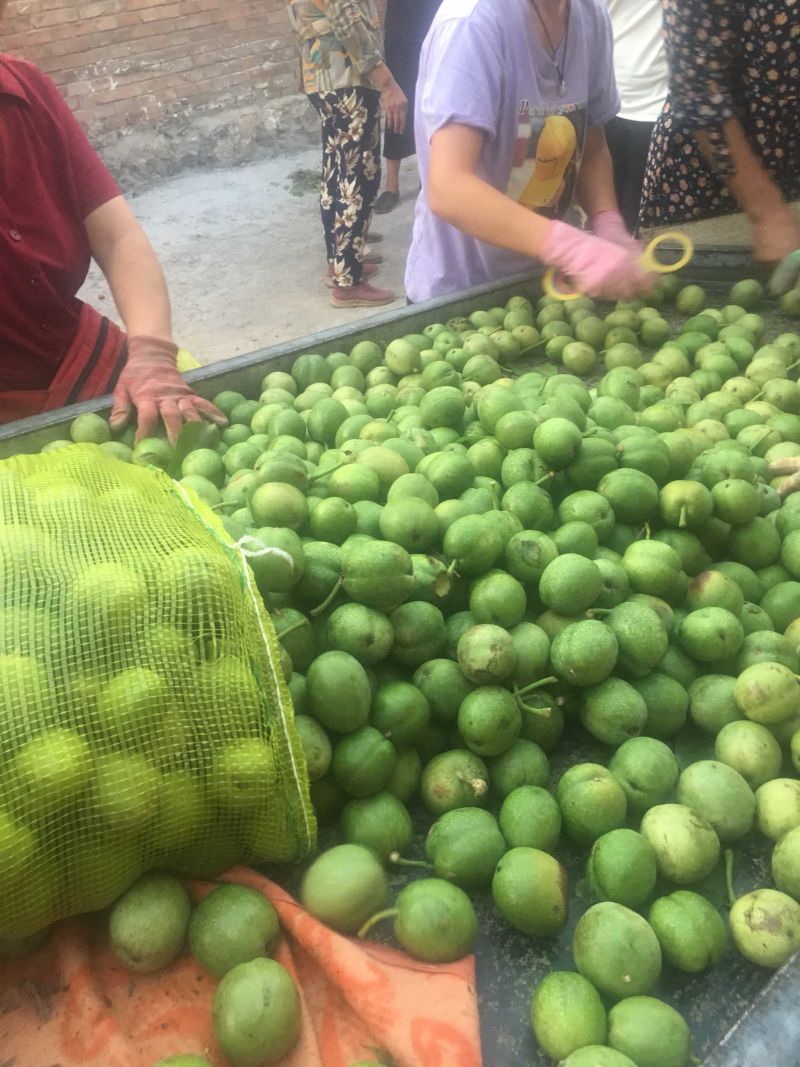 青皮核桃40mm以上青皮湿核桃万亩青皮核桃
