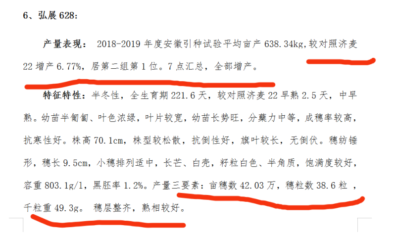 稳产高产小麦种子弘展628半冬性抗病抗倒抗冻抗倒春寒
