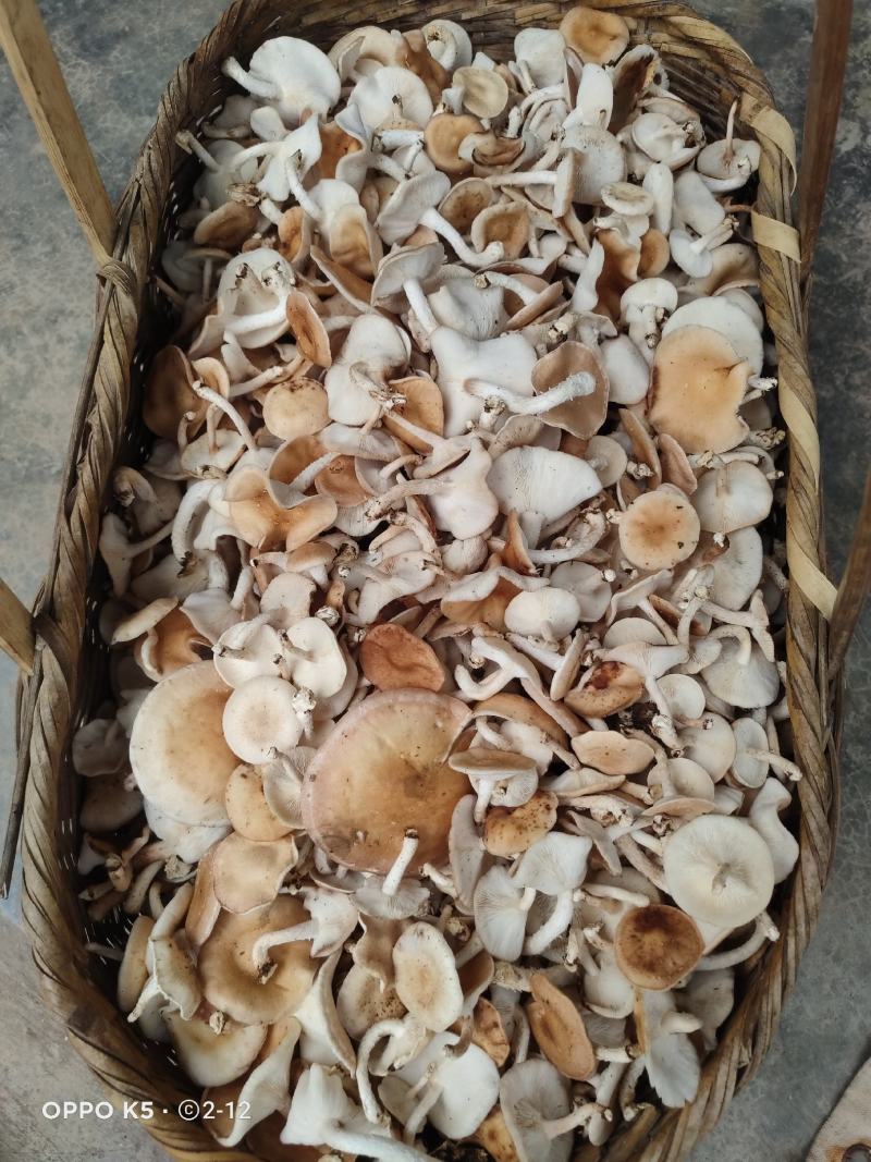 野生小香菌，试管，原种，各种人工菌试管原种都有，欢迎预定