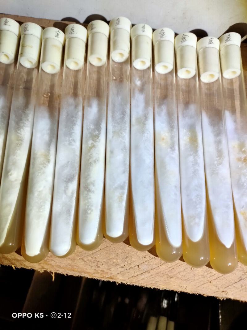 野生小香菌，试管，原种，各种人工菌试管原种都有，欢迎预定