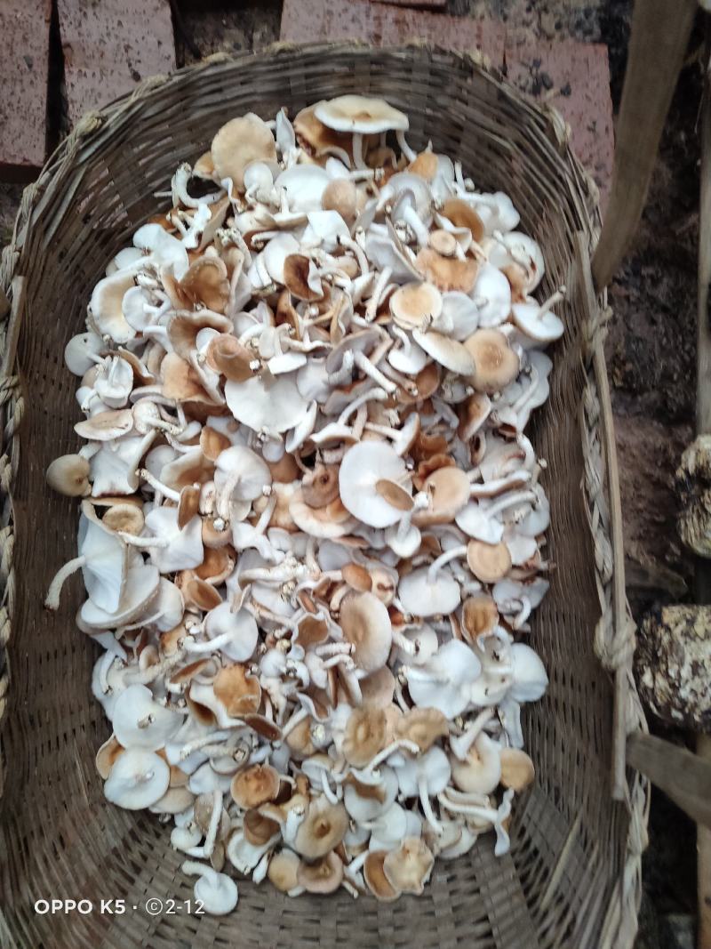 野生小香菌，试管，原种，各种人工菌试管原种都有，欢迎预定