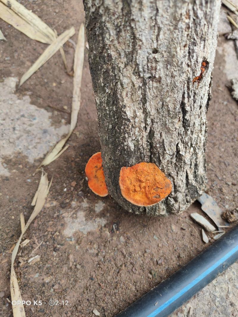 野生小香菌，试管，原种，各种人工菌试管原种都有，欢迎预定