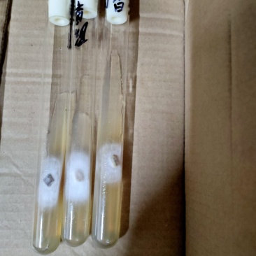 野生小香菌，试管，原种，各种人工菌试管原种都有，欢迎预定