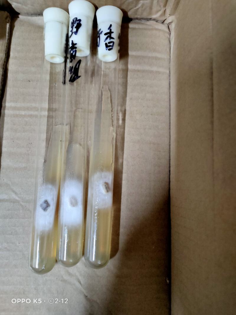 野生小香菌，试管，原种，各种人工菌试管原种都有，欢迎预定