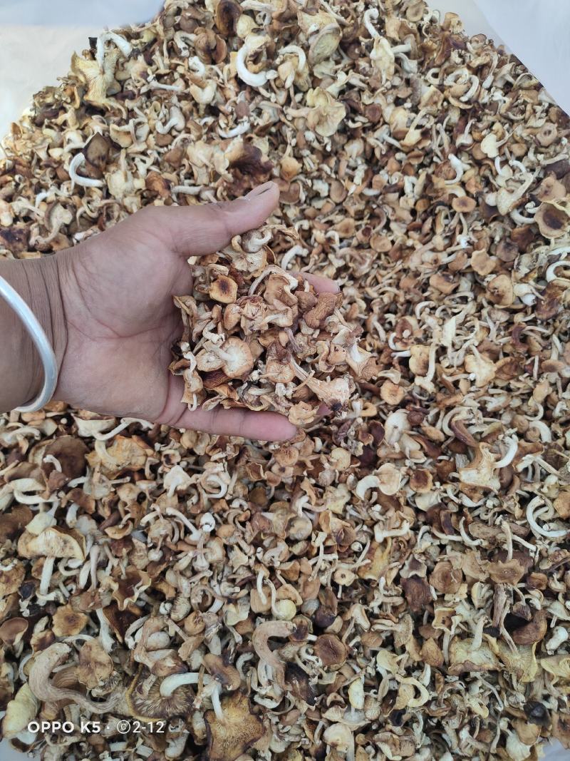 野生小香菌，试管，原种，各种人工菌试管原种都有，欢迎预定