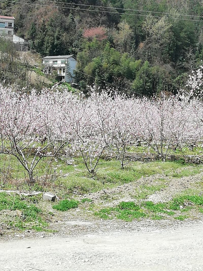 蜂蜜，中蜂土蜂蜜，自产自销，重庆城口，常年有货。假一赔十