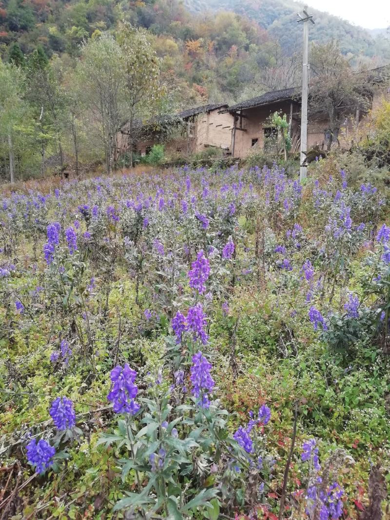 蜂蜜，中蜂土蜂蜜，自产自销，重庆城口，常年有货。假一赔十