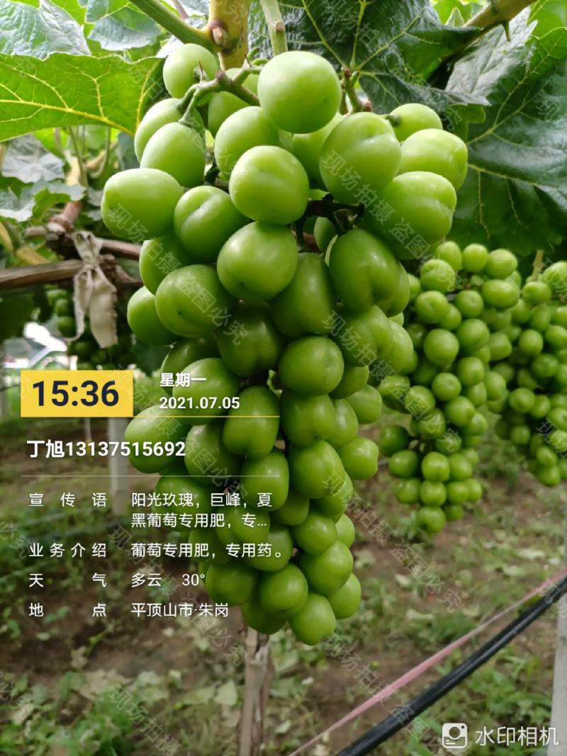 晴王，阳光玖瑰香印青提