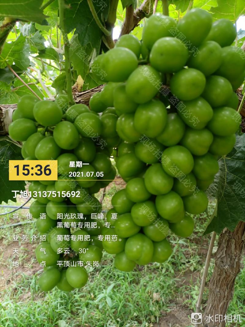 晴王，阳光玖瑰香印青提