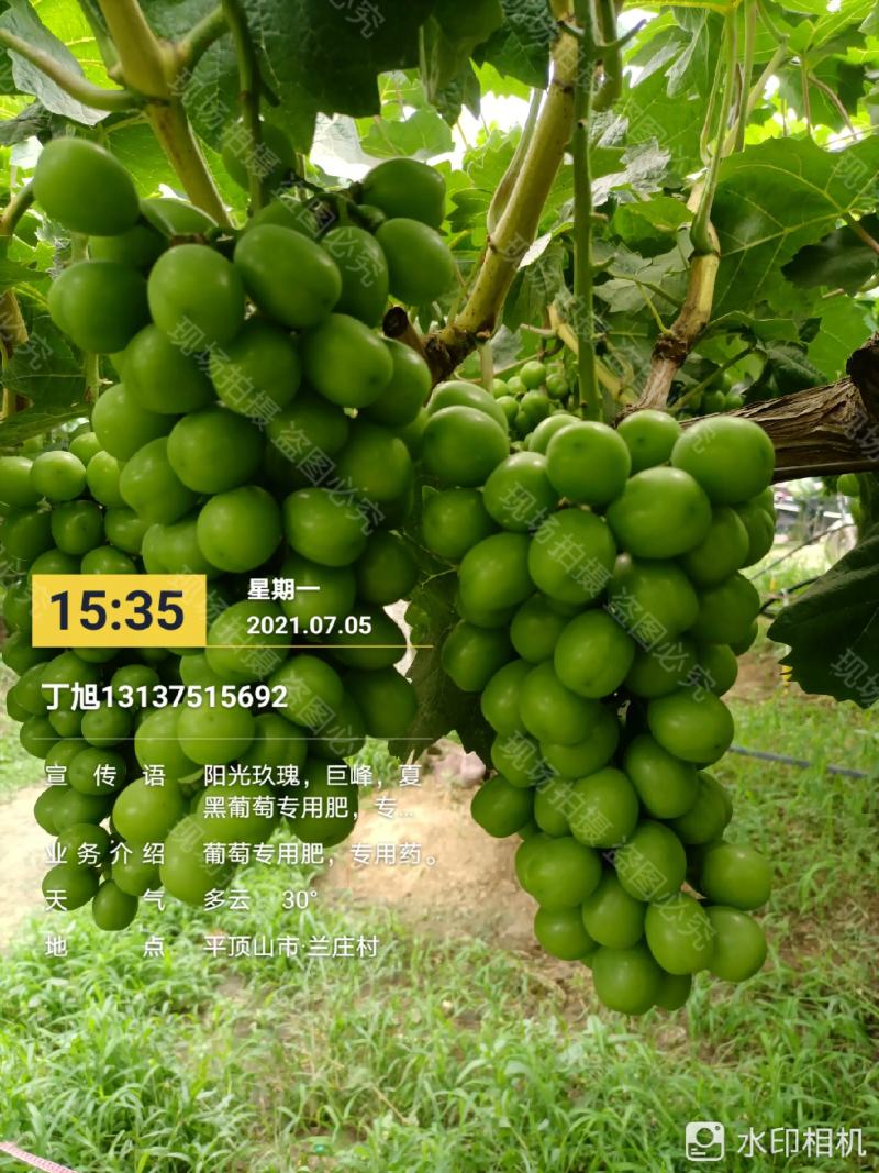 晴王，阳光玖瑰香印青提