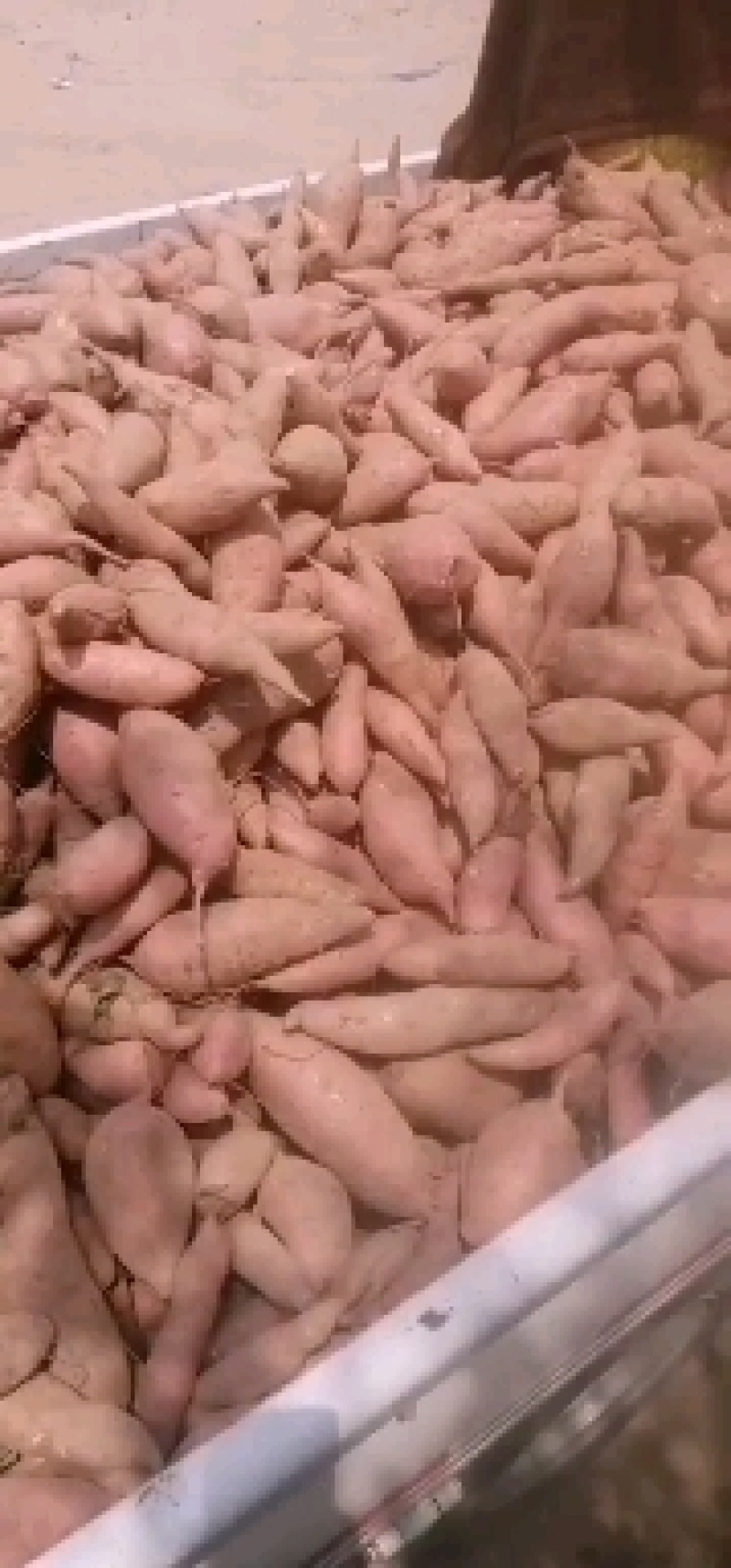 西瓜红