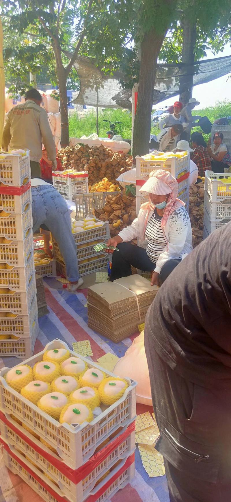 陕西黄金蟠桃，黄金蟠桃价格，中蟠十一黄金蟠桃产地行情