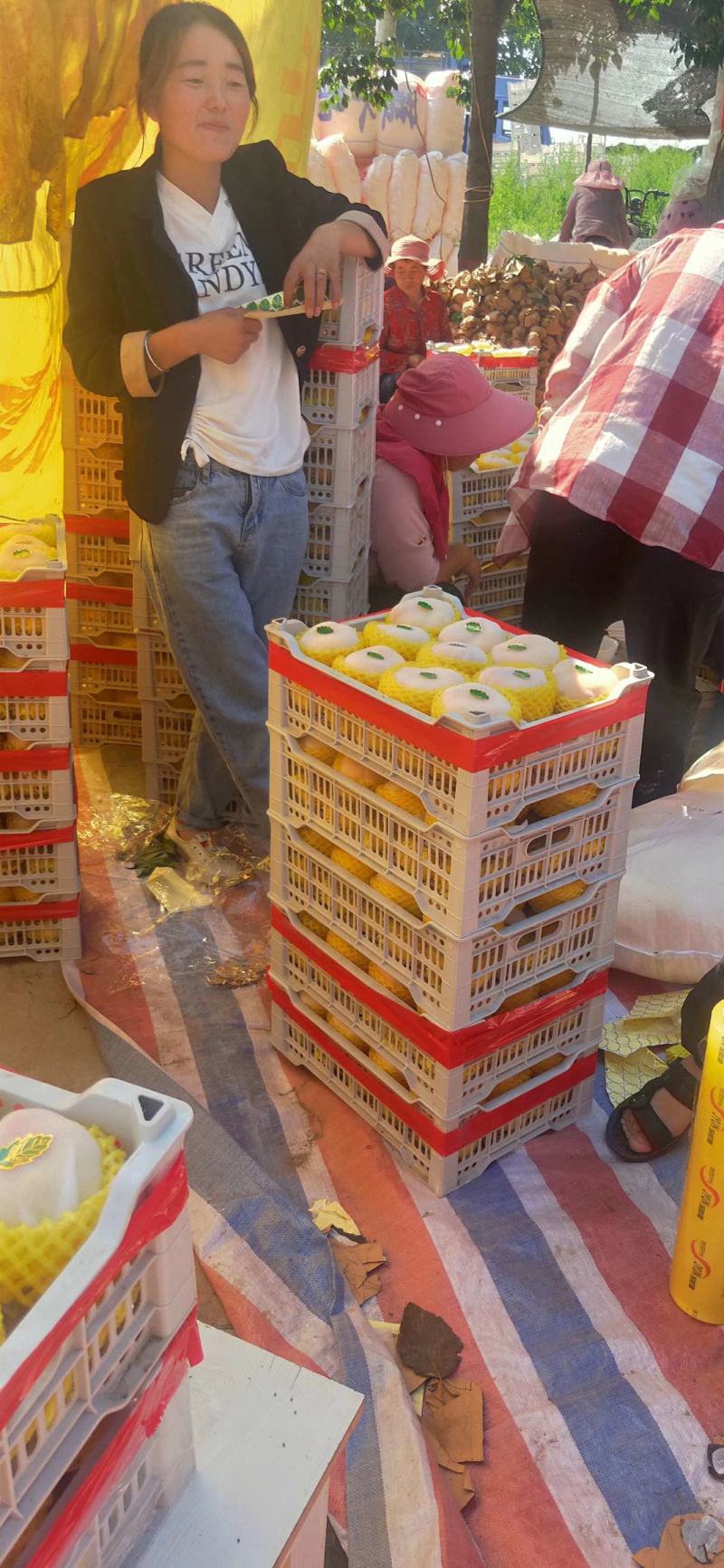陕西黄金蟠桃，黄金蟠桃价格，中蟠十一黄金蟠桃产地行情