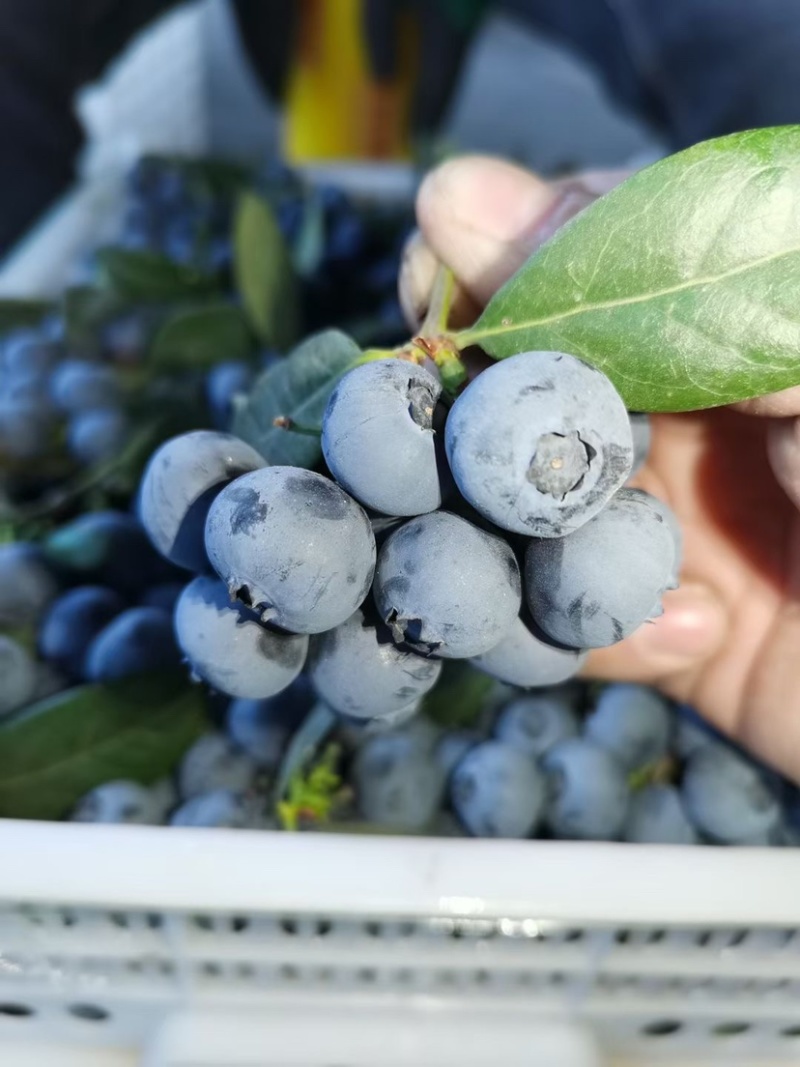 长白山蓝莓🫐