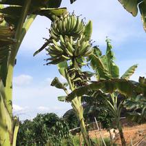 夏威夷白锦香蕉苗