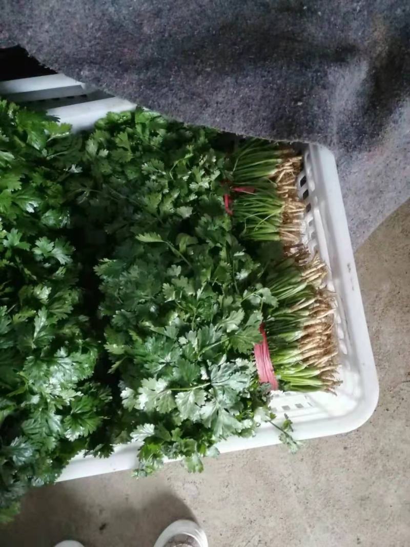 精品暖室香菜大量上市对接棚户费用低