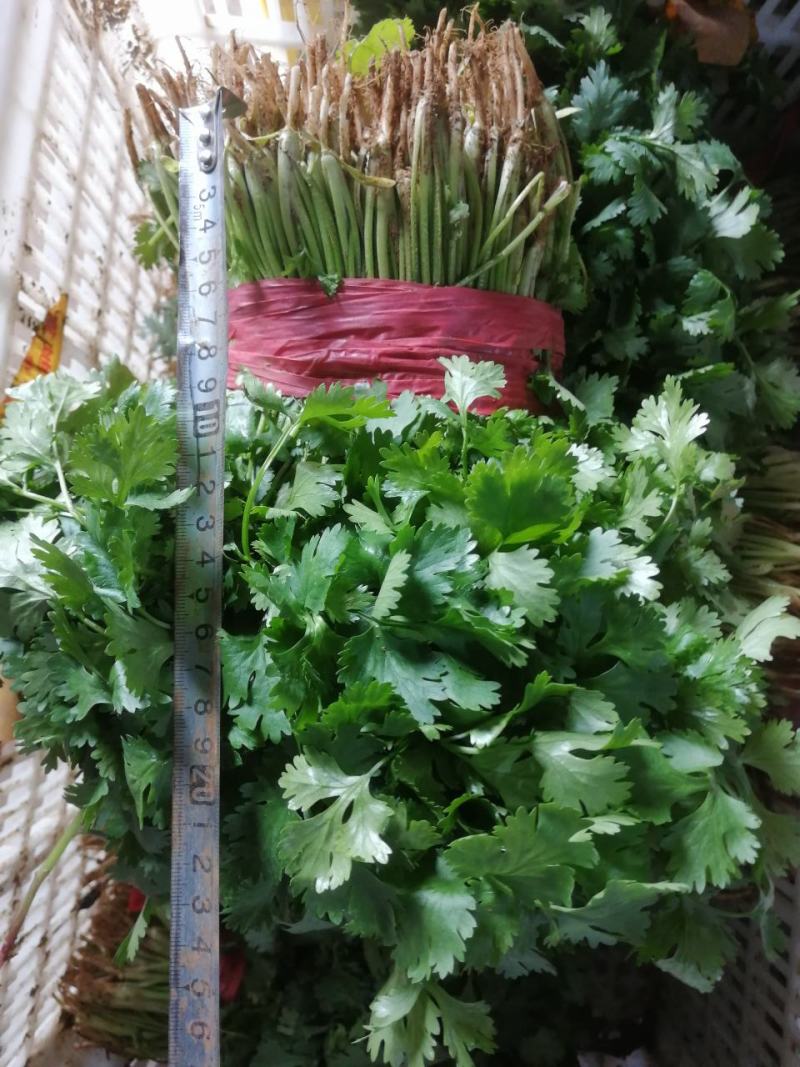 精品暖室香菜大量上市对接棚户费用低