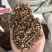 柴胡枝打粉专用柴胡柴胡枝量大代打粉量大从优