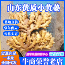 山东小黄姜大姜色泽鲜黄，辣味浓厚，姜块肥大，