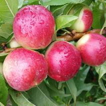 珍珠枣油桃一个村子可以采20万斤货，口感脆甜带有枣的味道