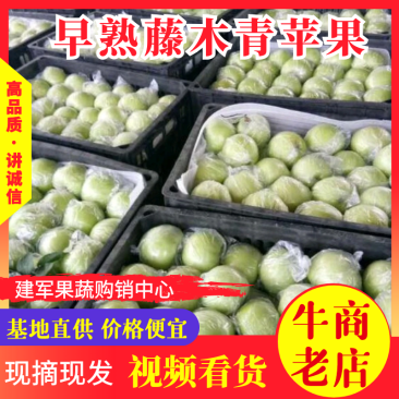 山东藤木苹果华硕苹果，基地现摘现发，一手货源，价格便宜