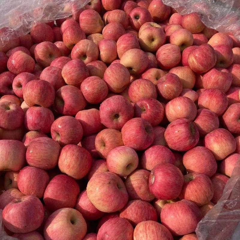 山东冷库红富士苹果大量现货供应，货源充足，全国发货，