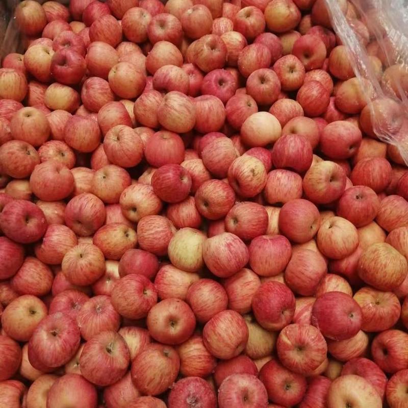 山东冷库红富士苹果大量现货供应，货源充足，全国发货，