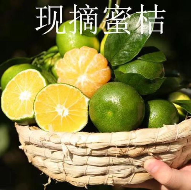 湖北高山蜜桔青桔产地批发/果园看货，保质保量6~6.5cm