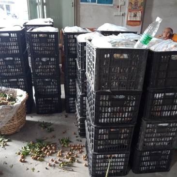 优质龙眼古山二号石硖储良
