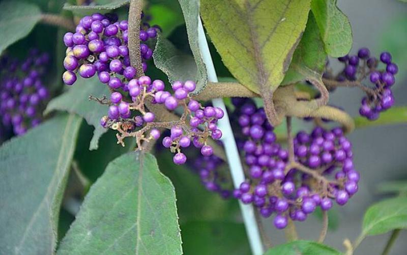 紫珠种子和苗观果花卉植物阳台盆栽鲜插花材料中草药材