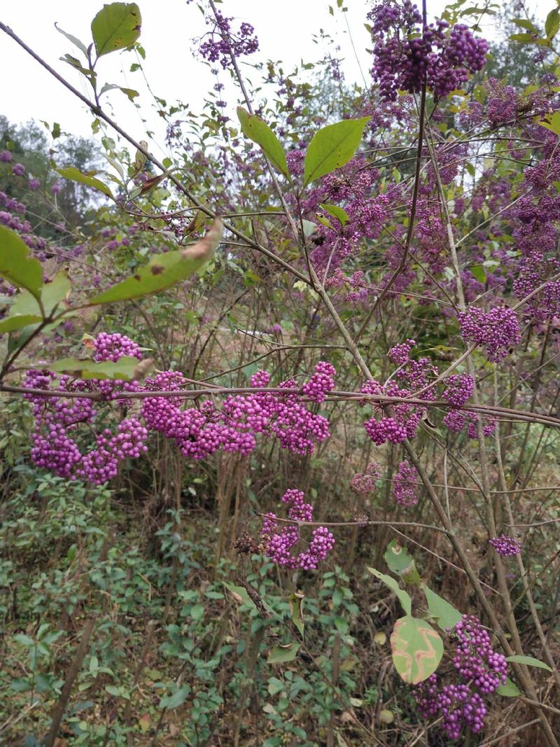 紫珠种子和苗观果花卉植物阳台盆栽鲜插花材料中草药材