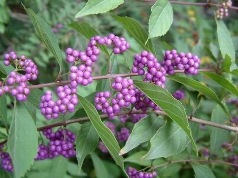 紫珠种子和苗观果花卉植物阳台盆栽鲜插花材料中草药材