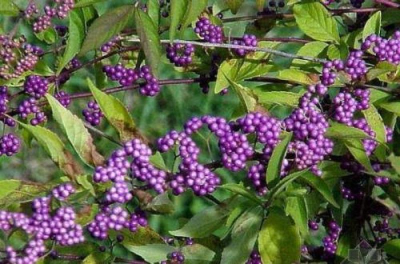 紫珠种子和苗观果花卉植物阳台盆栽鲜插花材料中草药材