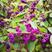 紫珠种子和苗观果花卉植物阳台盆栽鲜插花材料中草药材