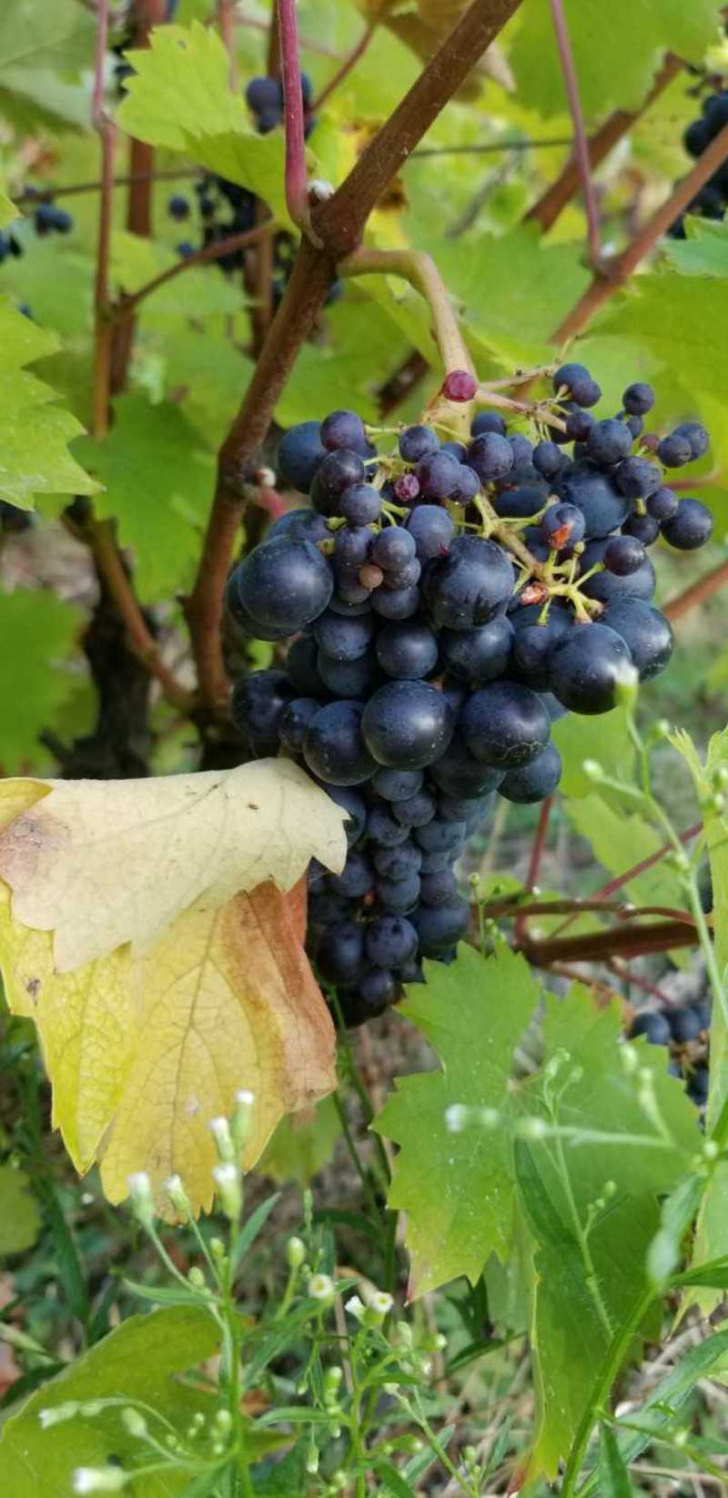山葡萄种子野生小小个的酿酒葡萄好养易种大田产量高
