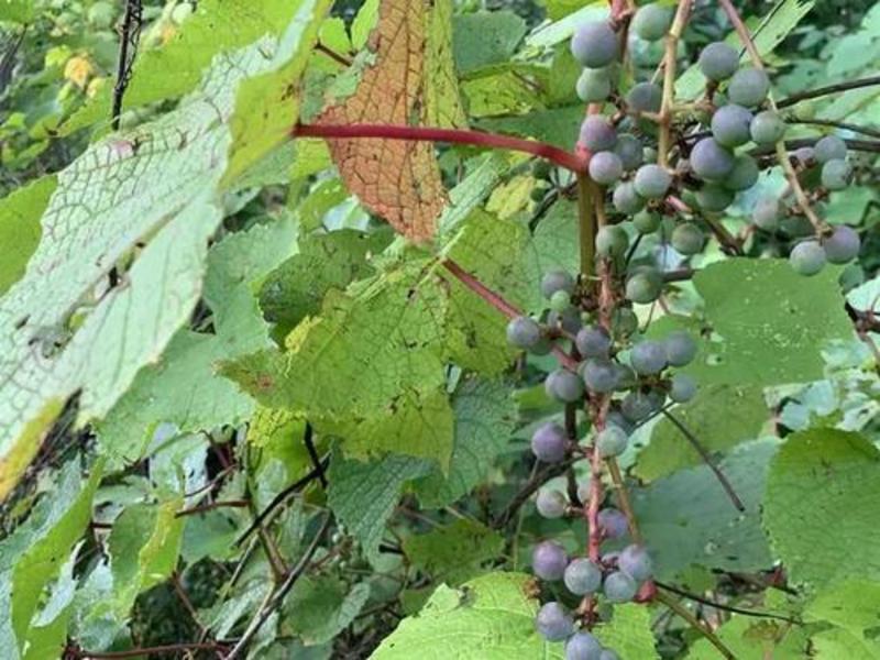 山葡萄种子野生小小个的酿酒葡萄好养易种大田产量高