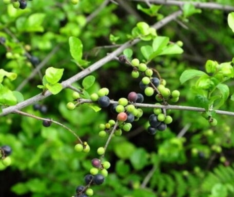 雀梅种子雀梅藤盆景材料记忆中的野果绿植盆栽