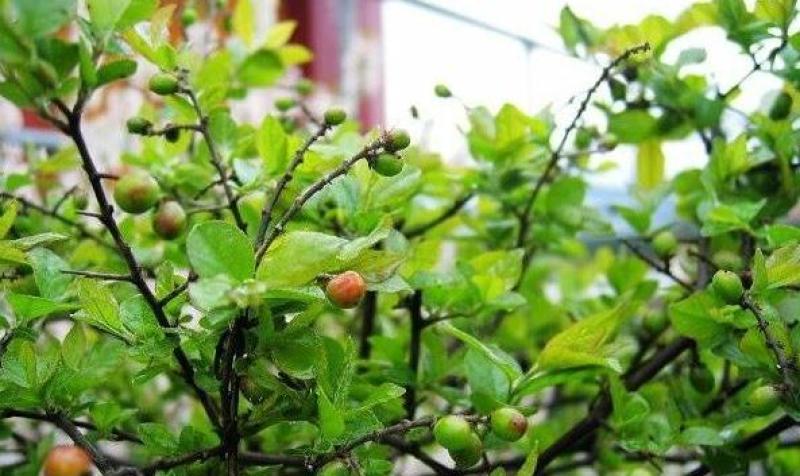 雀梅种子雀梅藤盆景材料记忆中的野果绿植盆栽