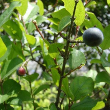 雀梅种子雀梅藤盆景材料记忆中的野果绿植盆栽