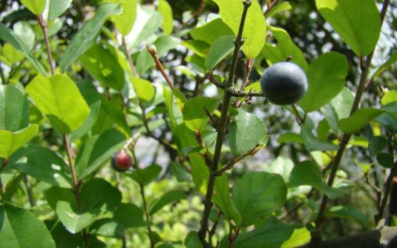 雀梅种子雀梅藤盆景材料记忆中的野果绿植盆栽