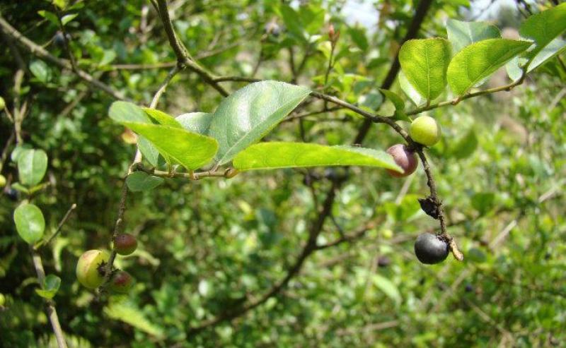 雀梅种子雀梅藤盆景材料记忆中的野果绿植盆栽