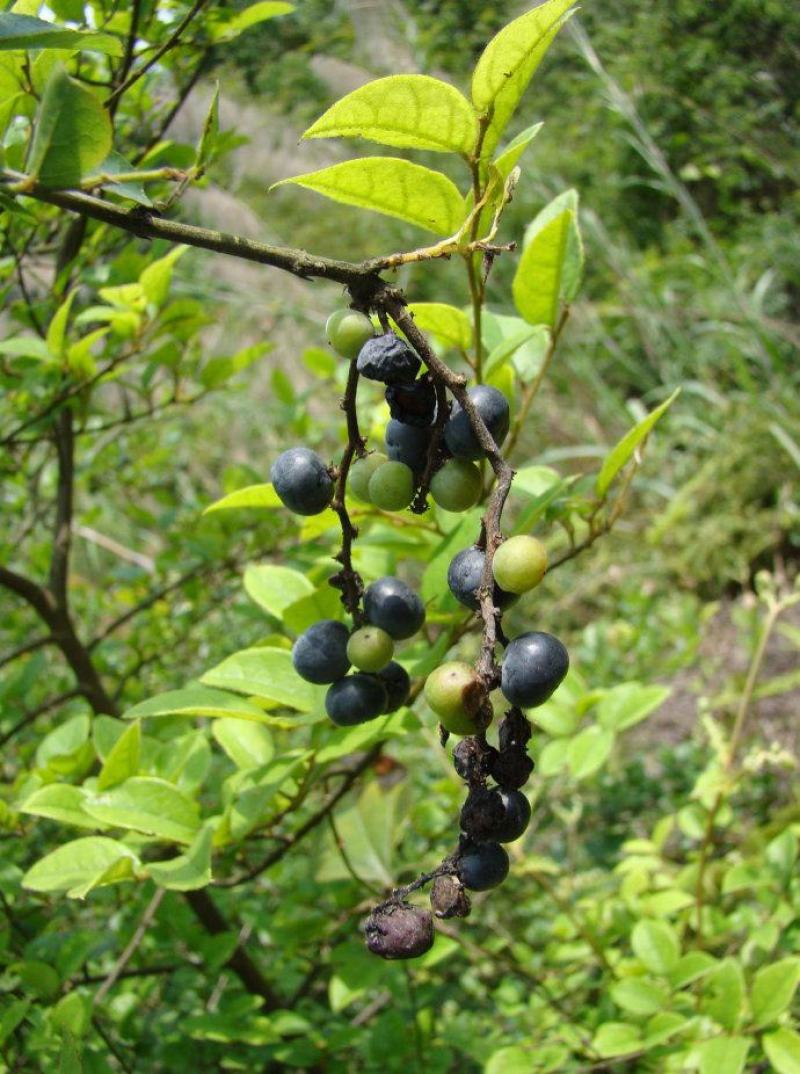 雀梅种子雀梅藤盆景材料记忆中的野果绿植盆栽