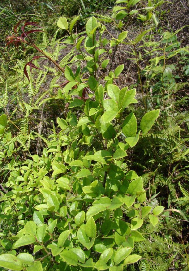 雀梅种子雀梅藤盆景材料记忆中的野果绿植盆栽
