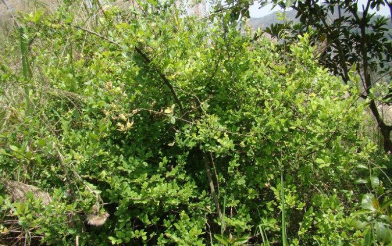 雀梅种子雀梅藤盆景材料记忆中的野果绿植盆栽