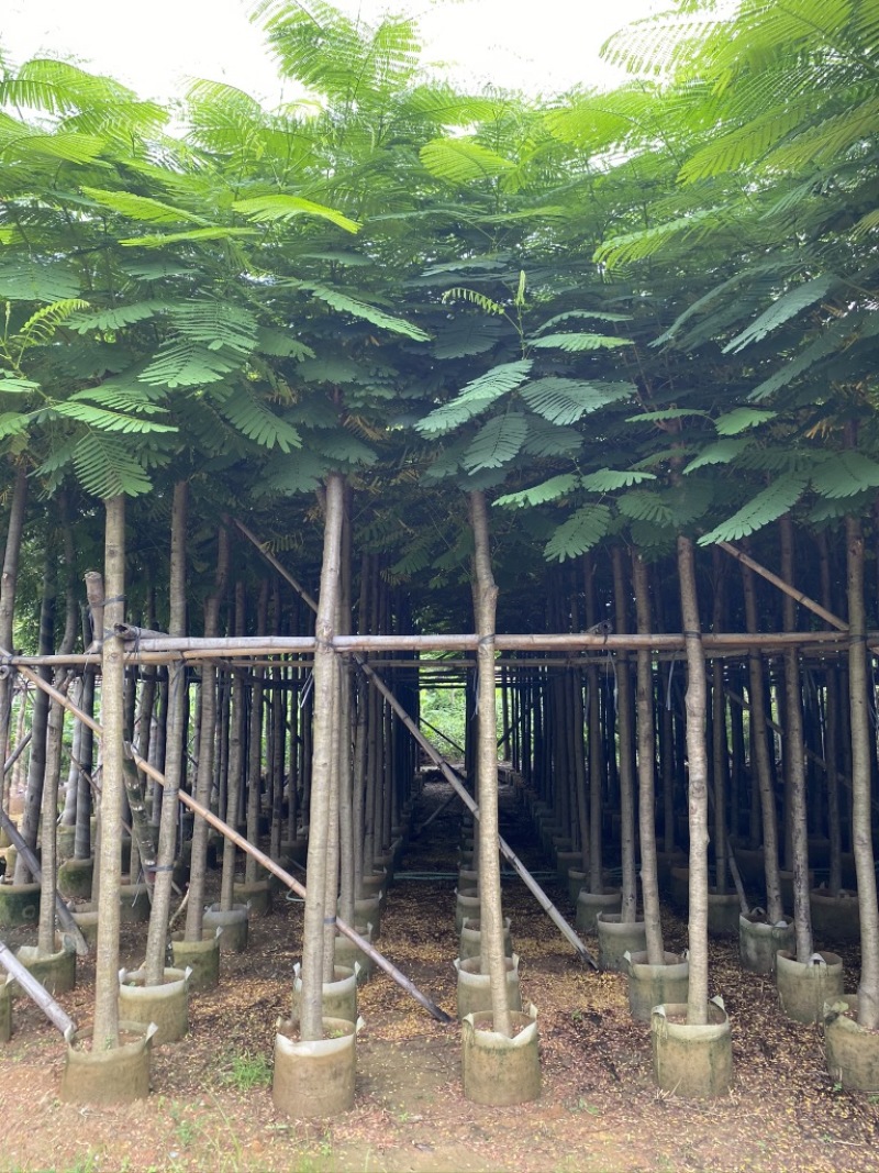 3-4-5-6-7-8凤凰木红花楹截杆凤凰木