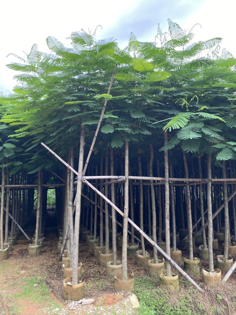 3-4-5-6-7-8凤凰木红花楹截杆凤凰木