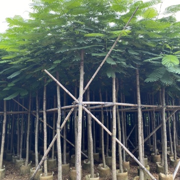 3-4-5-6-7-8凤凰木红花楹截杆凤凰木